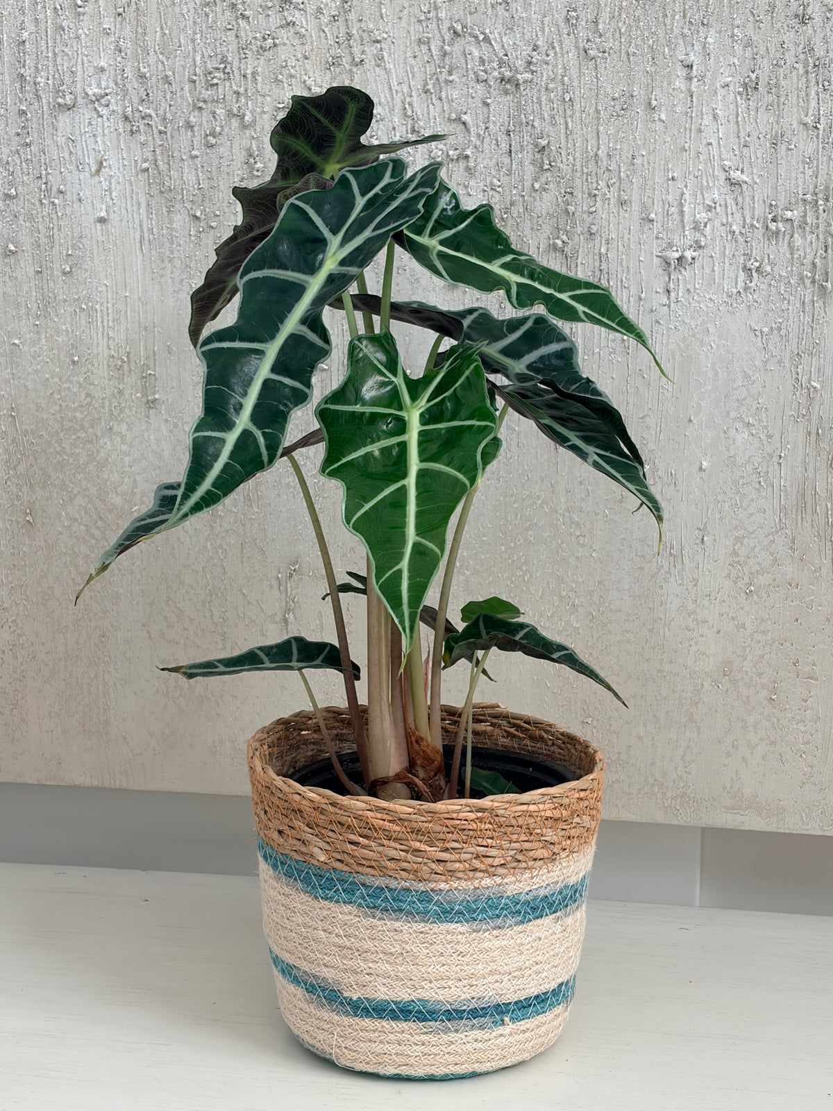 Alocasia