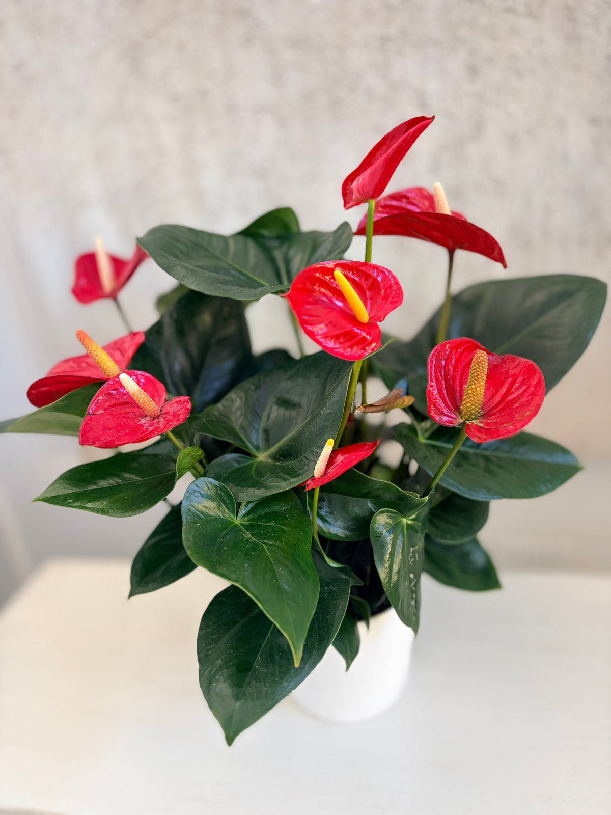 Red Anthurium plant