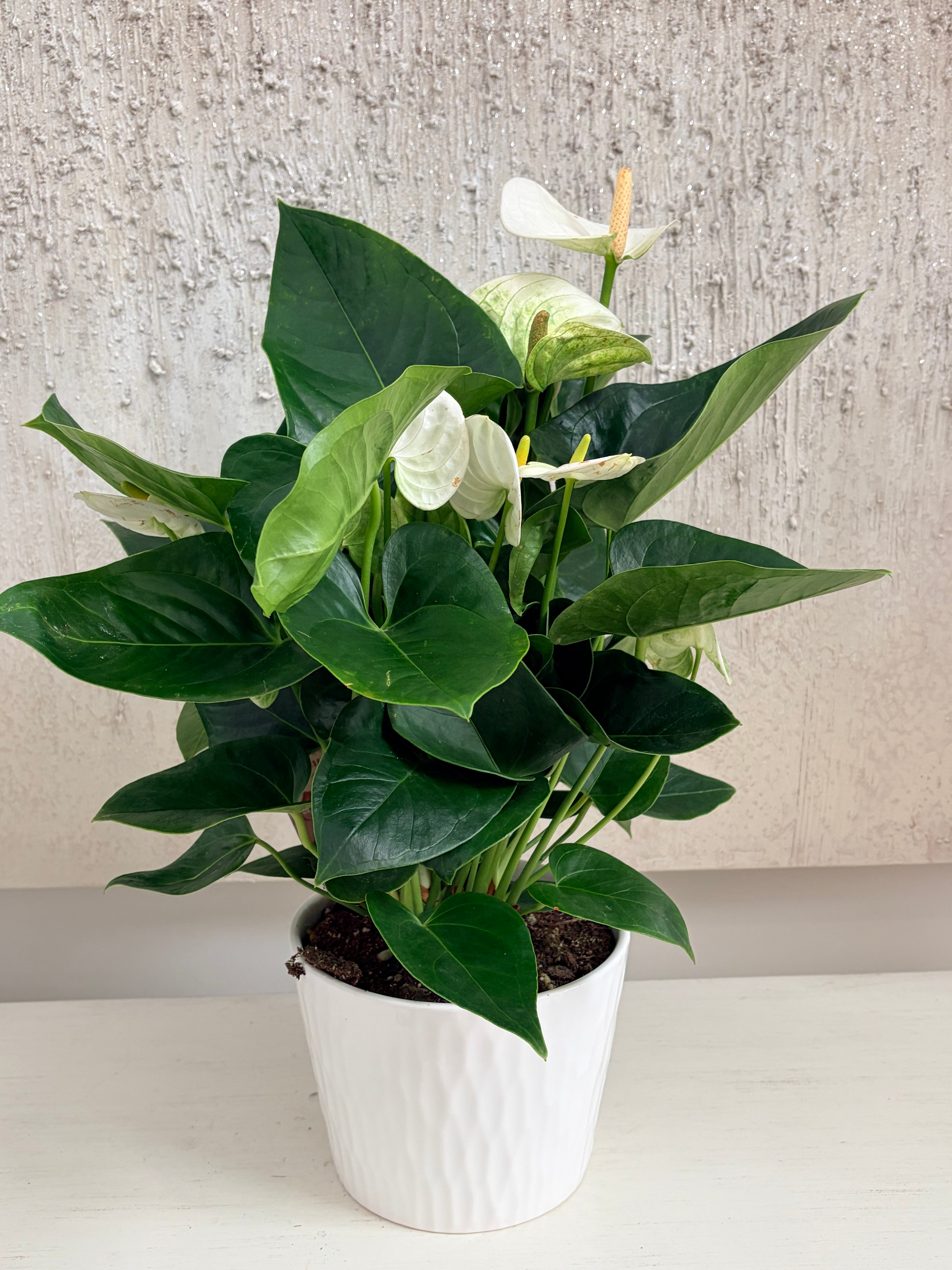 White Anthurium plant