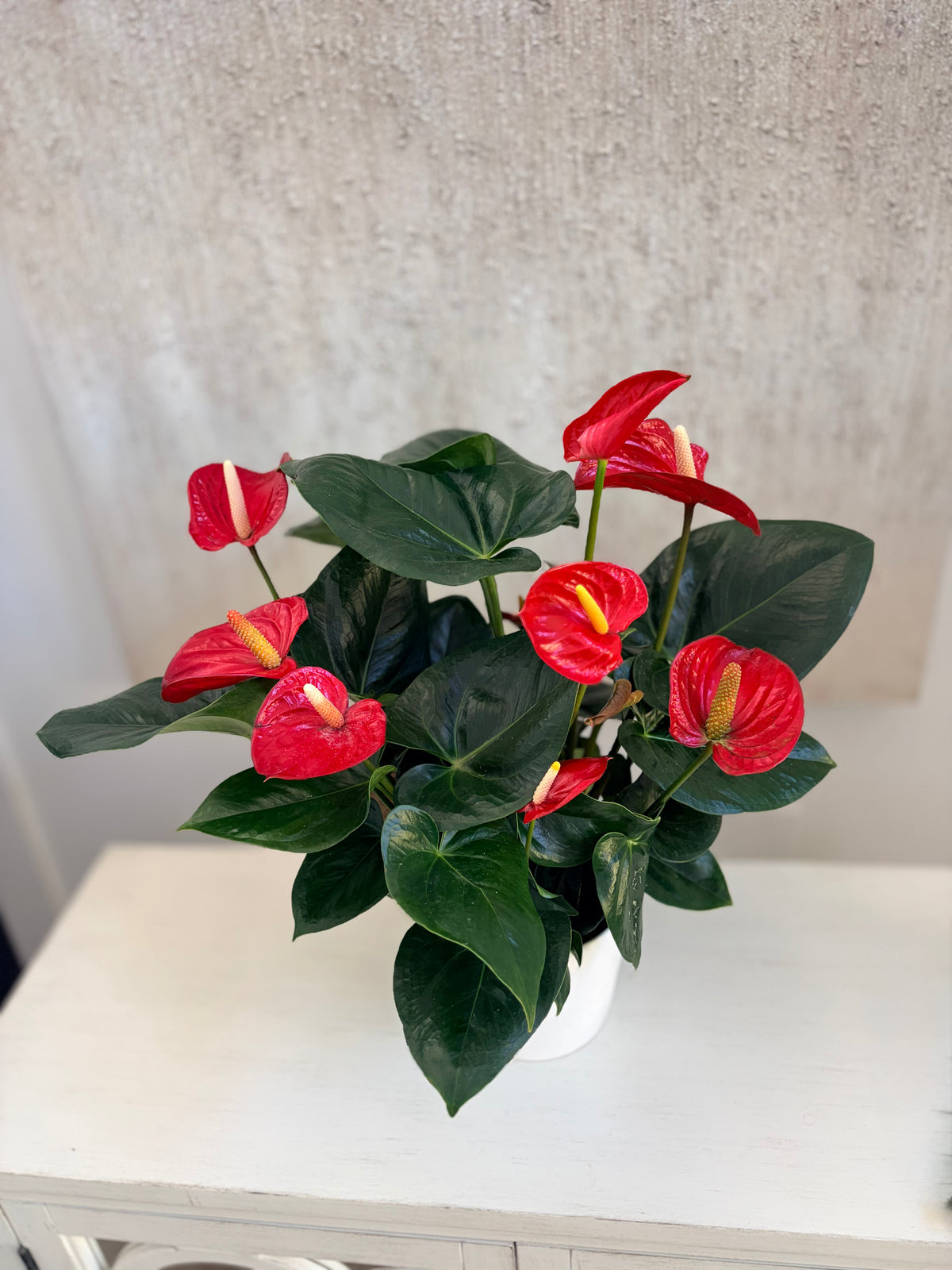 Red Anthurium plant