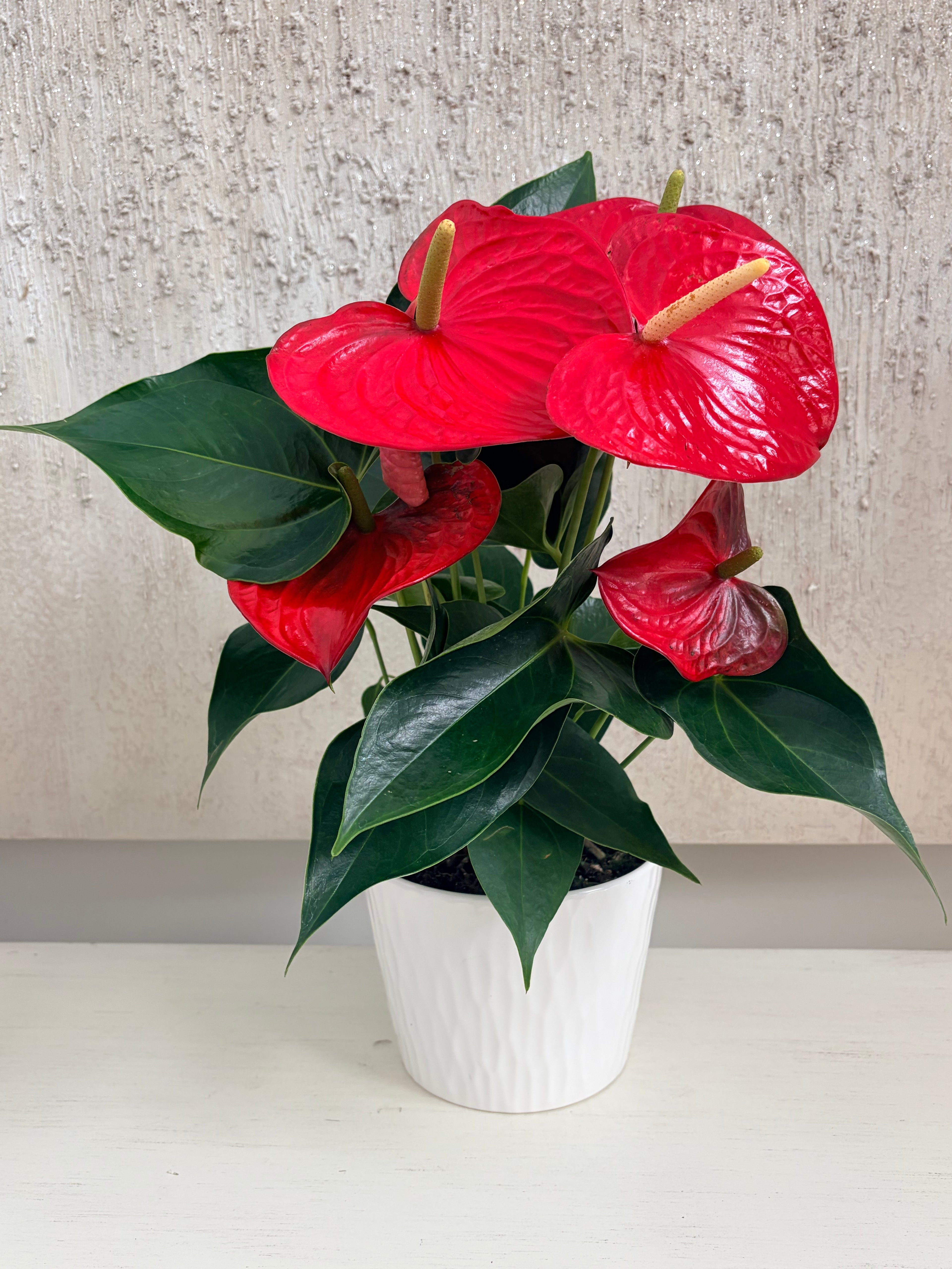 Red Anthurium plant