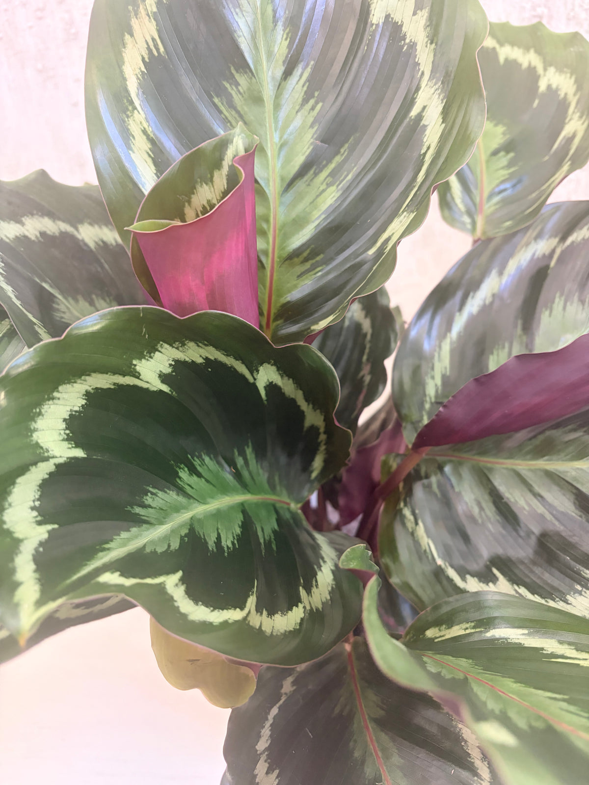 Calathea plant