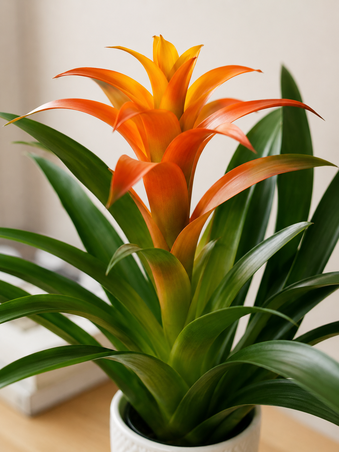 Bromeliad ( orange)