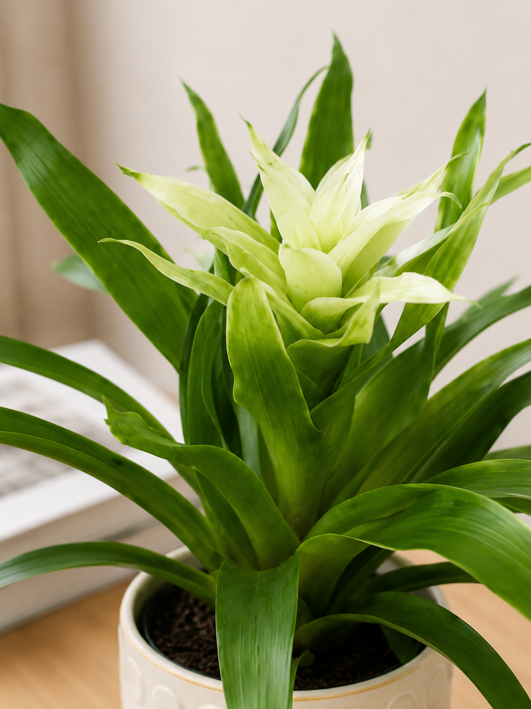 BROMELIAD (white)