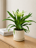 BROMELIAD (white)