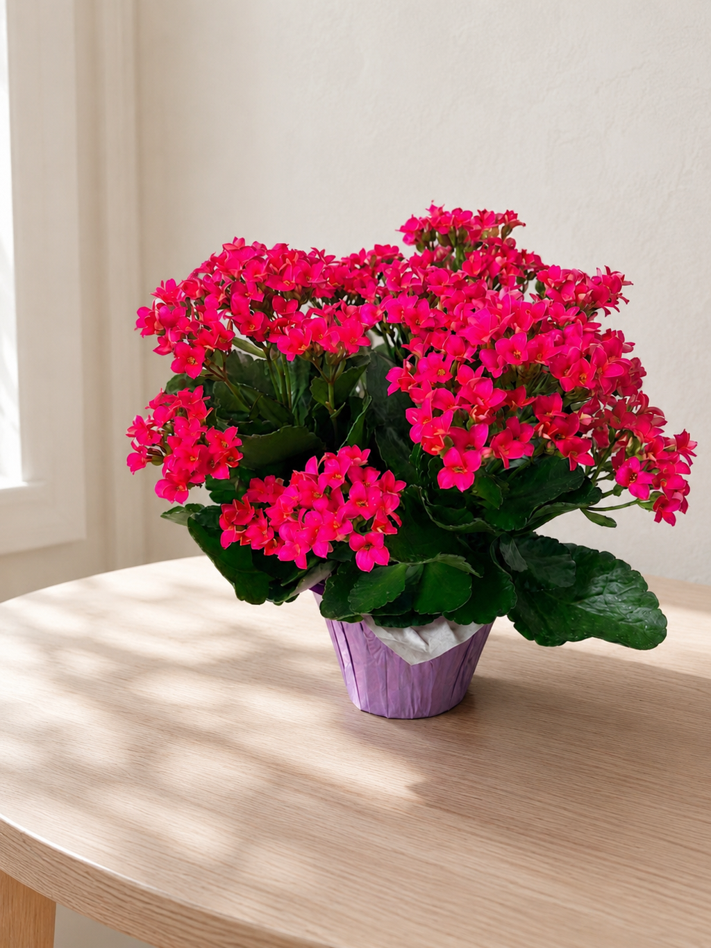 Kalanchoe plant