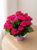 Kalanchoe plant