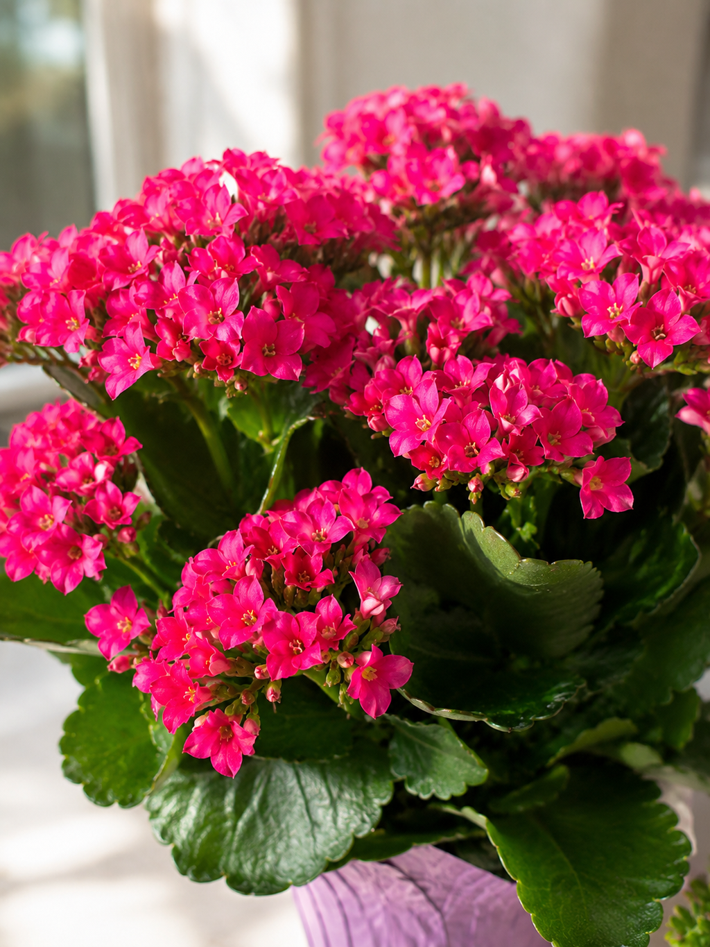 Kalanchoe plant