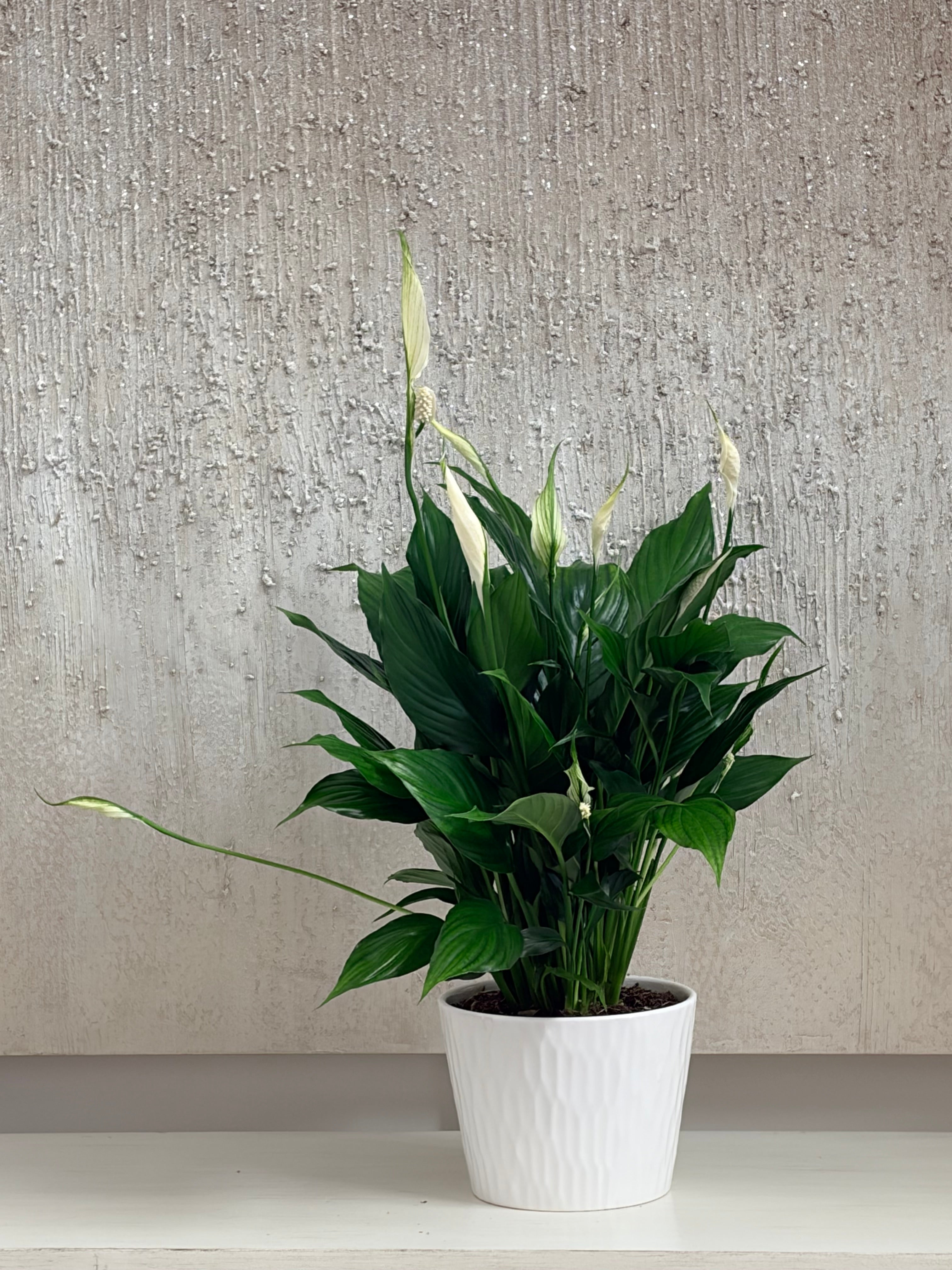 Peace Lily Plant