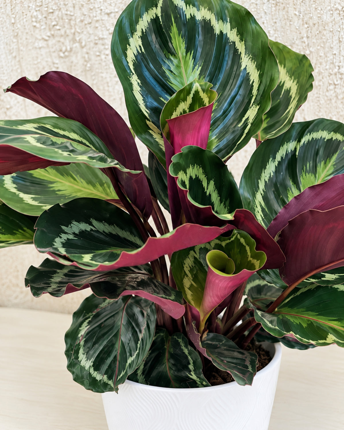 Calathea plant