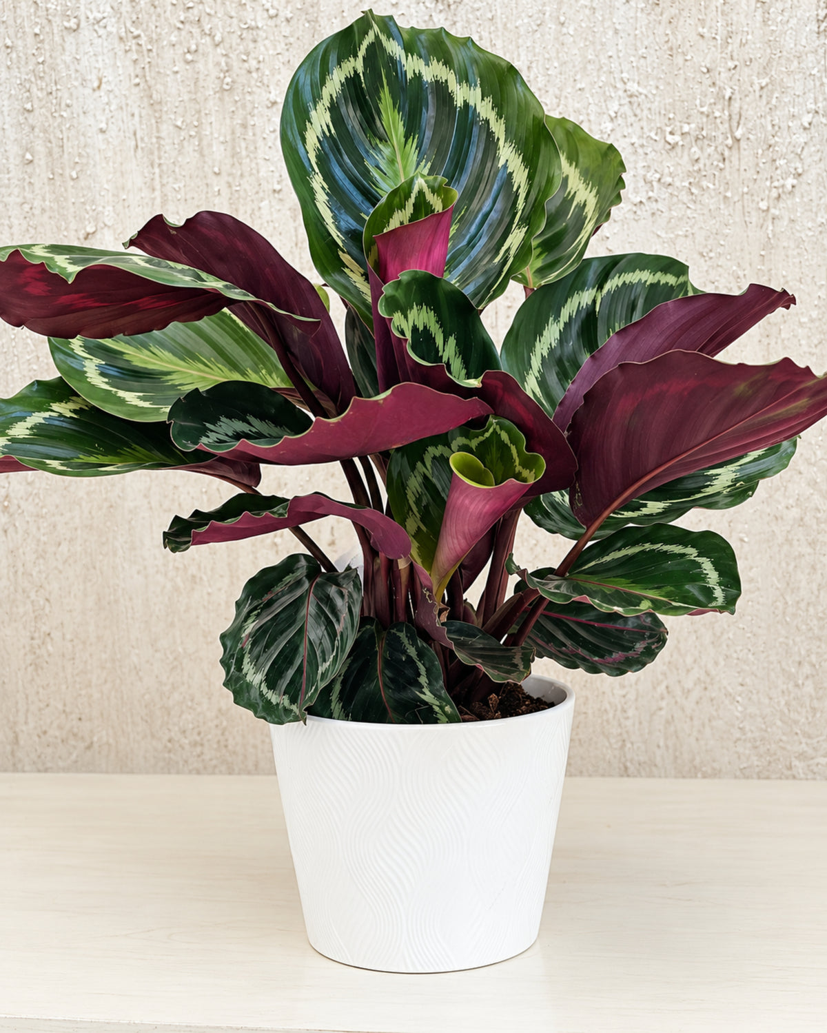Calathea plant