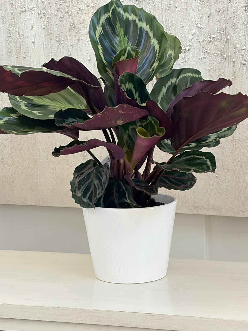 Calathea plant