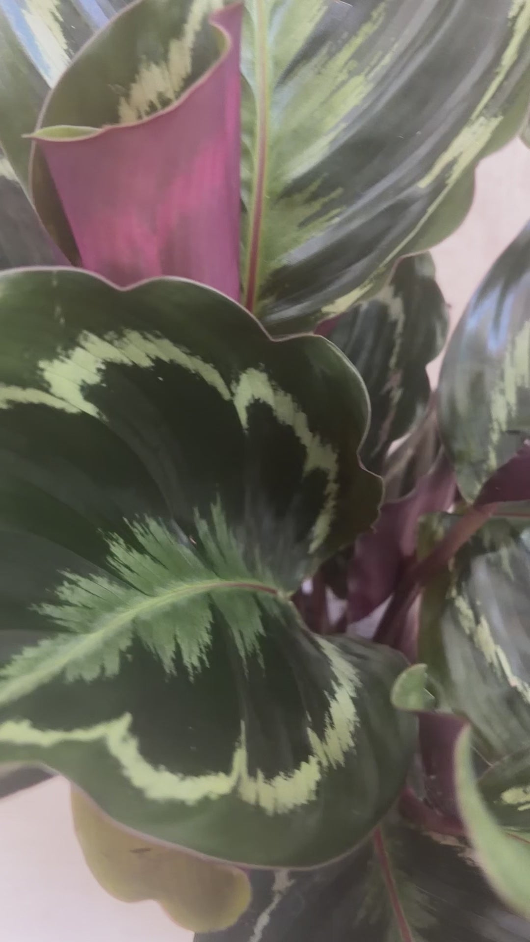 Calathea plant
