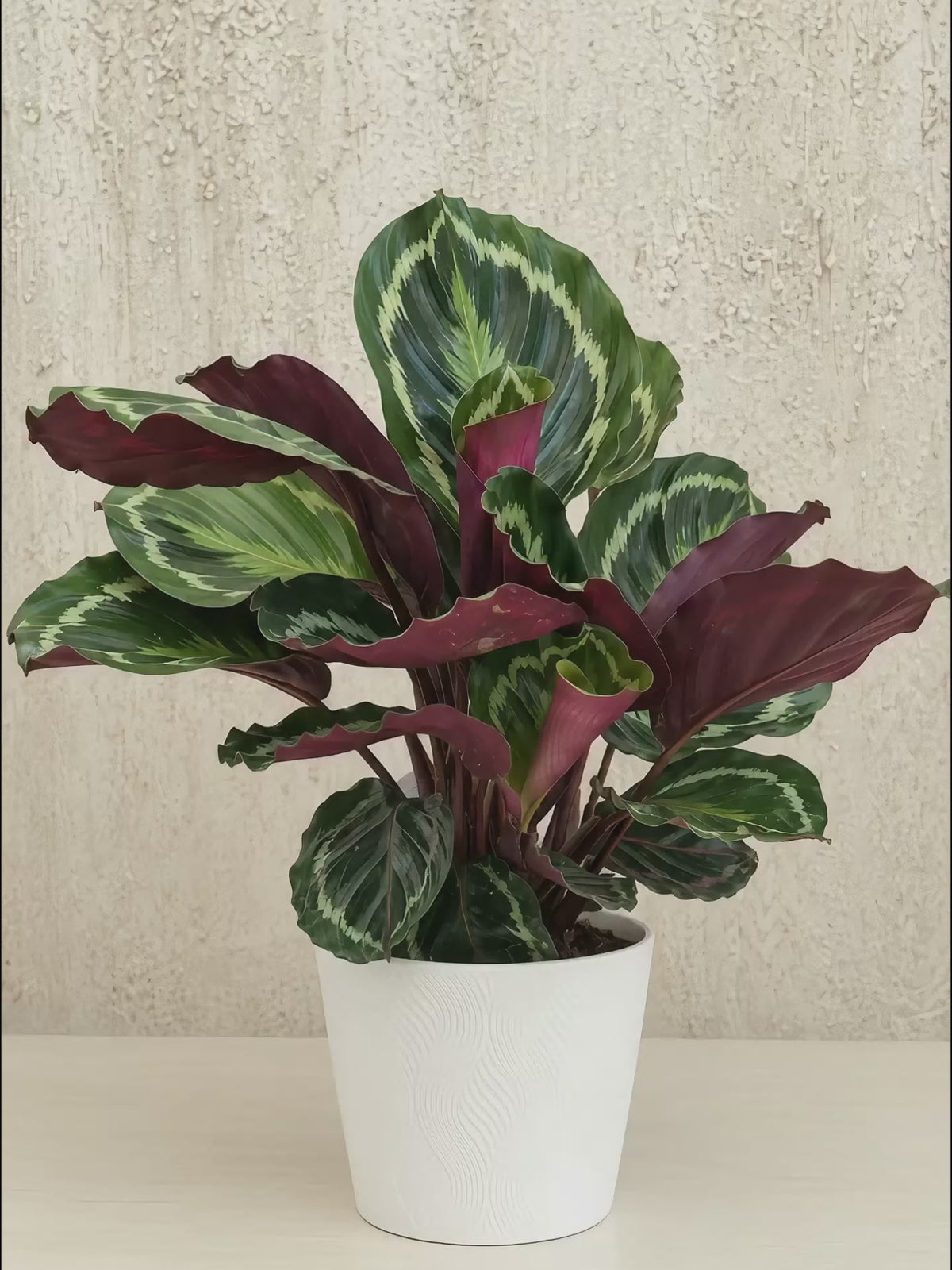 Calathea plant